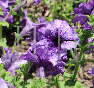 Picture of Petunia x hybrida 'Daddy Blue'