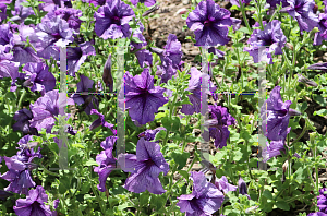 Picture of Petunia x hybrida 'Daddy Blue'
