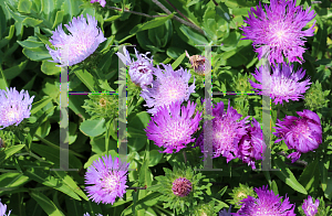 Picture of Stokesia laevis 'Honeysong Purple'