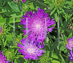 Picture of Stokesia laevis 'Honeysong Purple'