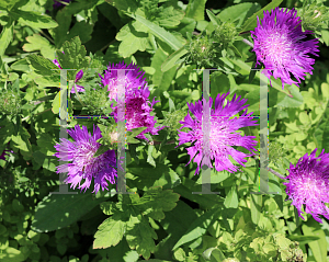 Picture of Stokesia laevis 'Purple Parasols'