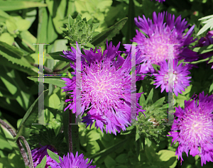 Picture of Stokesia laevis 'Purple Parasols'