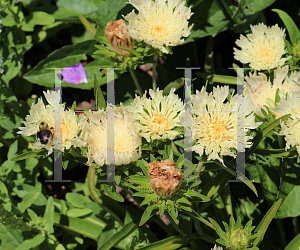 Picture of Stokesia laevis 'Mary Gregory'