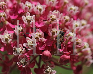 Picture of Asclepias incarnata 