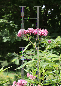 Picture of Asclepias incarnata 