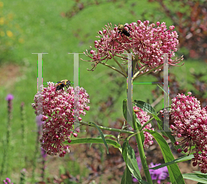 Picture of Asclepias incarnata 