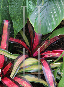 Picture of Neoregelia carolinae var. tricolor 