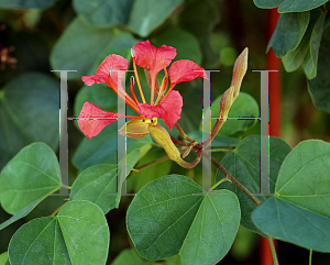 Picture of Bauhinia galpinii 