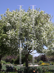 Picture of Chionanthus retusus 