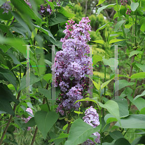 Picture of Syringa vulgaris 