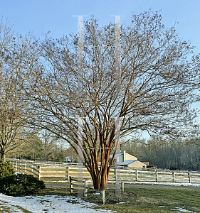 Picture of Lagerstroemia x 'Acoma'