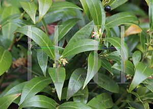 Picture of Sarcococca hookeriana 