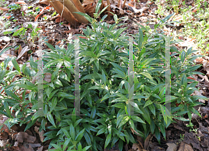 Picture of Sarcococca hookeriana 