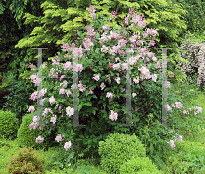 Picture of Syringa x prestoniae 'Lark Song'