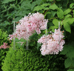 Picture of Syringa x prestoniae 'Lark Song'