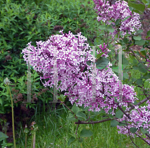 Picture of Syringa x 'Penda (Bloomerang Purple)'