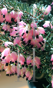 Picture of Erica x darleyensis '~Species'