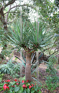 Picture of Dracaena draco 