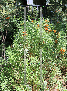 Picture of Leonotis leonurus 