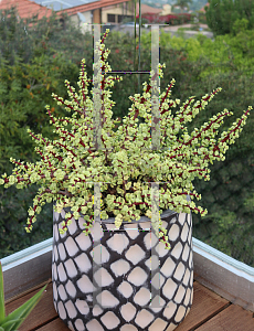 Picture of Portulacaria afra 'Variegata'