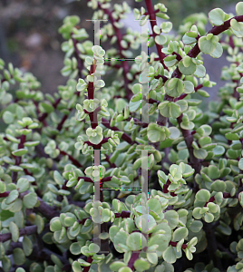 Picture of Portulacaria afra 'Variegata'