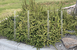 Picture of Portulacaria afra 'Variegata'