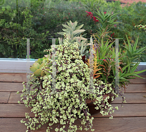 Picture of Portulacaria afra 'Variegata'