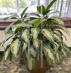 Picture of Aglaonema nitidum 'Silver Bay'