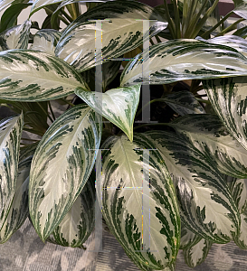 Picture of Aglaonema nitidum 'Silver Bay'