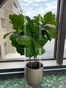 Picture of Ficus lyrata 