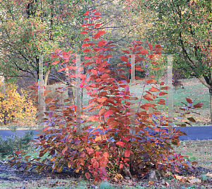 Picture of Cotinus coggygria 'Purpureus'