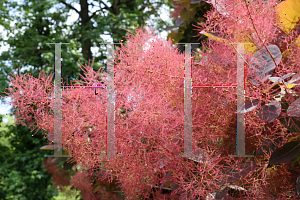 Picture of Cotinus coggygria 'Purpureus'