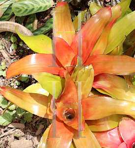 Picture of Neoregelia x 'Tangerine'