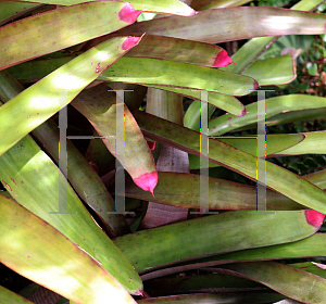 Picture of Neoregelia spectabilis 