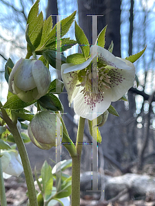 Picture of Helleborus x 'Royal Heritage'