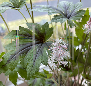 Picture of Tiarella  'Sugar and Spice'