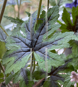 Picture of Tiarella  'Sugar and Spice'