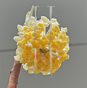 Picture of Edgeworthia chrysantha 'Nanjing Gold'