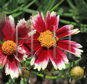 Picture of Coreopsis  'Li'l Bang Candy Stripes'