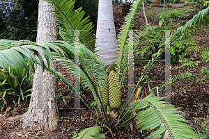 Picture of Encephalartos villosus '~Species'