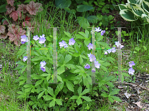 Picture of Geranium maculatum 