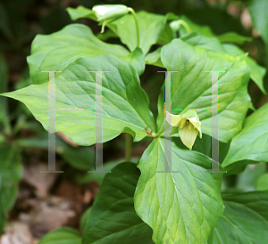 Picture of Trillium erectum var. album '~Species'