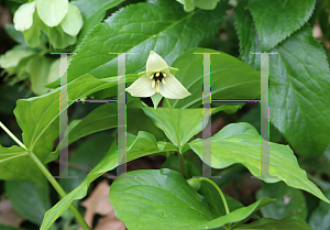 Picture of Trillium erectum var. album '~Species'