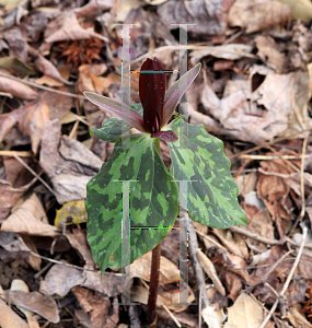 Picture of Trillium recuvratum '~Species'