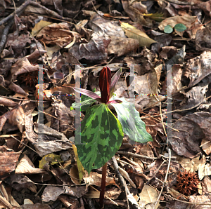 Picture of Trillium recuvratum '~Species'