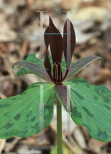 Picture of Trillium recuvratum '~Species'
