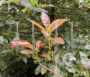 Picture of Nyssa sylvatica 'Wildfire'