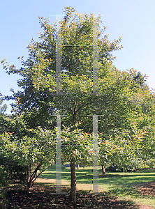 Picture of Nyssa sylvatica 'Wildfire'