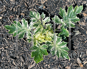 Picture of Acanthus  'Whitewater'