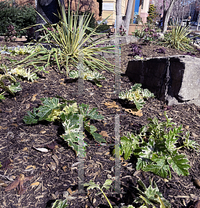 Picture of Acanthus  'Whitewater'